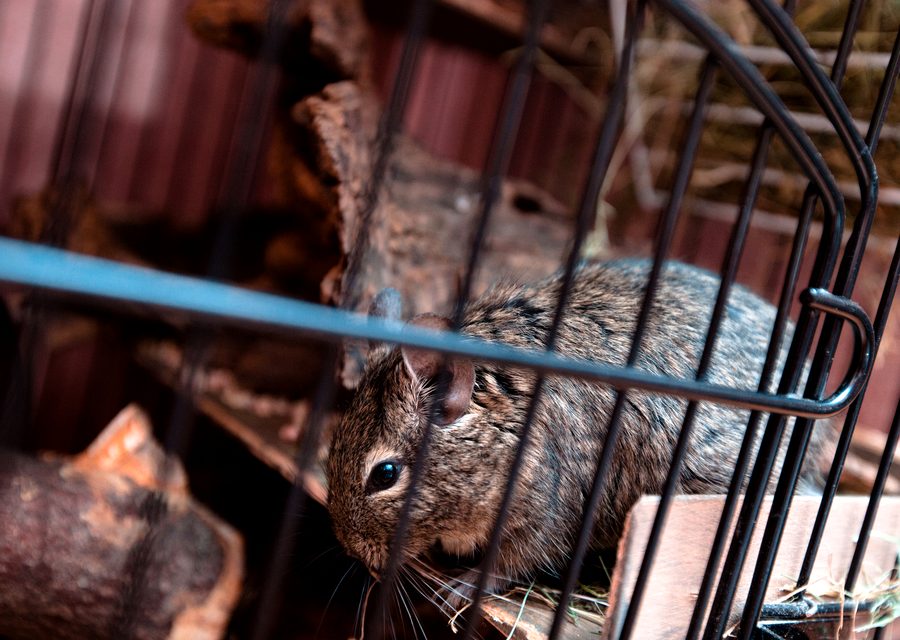 Wildlife trapping in Johnson City