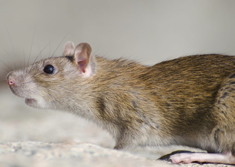 Wildlife trapping in White Lake