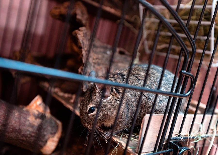 Wildlife trapping in Mosheim