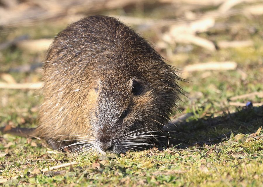 Wildlife trapping in Lampe