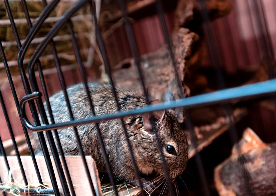 Wildlife trapping in Joplin