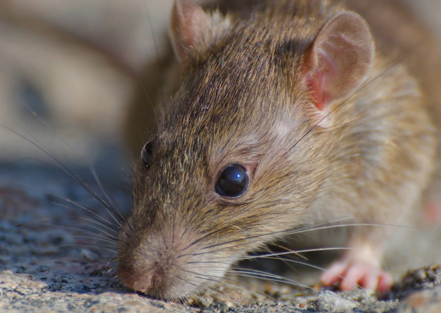Wildlife trapping in Whitesburg