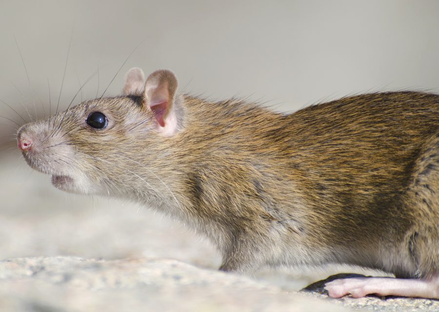 Wildlife trapping in La Follette