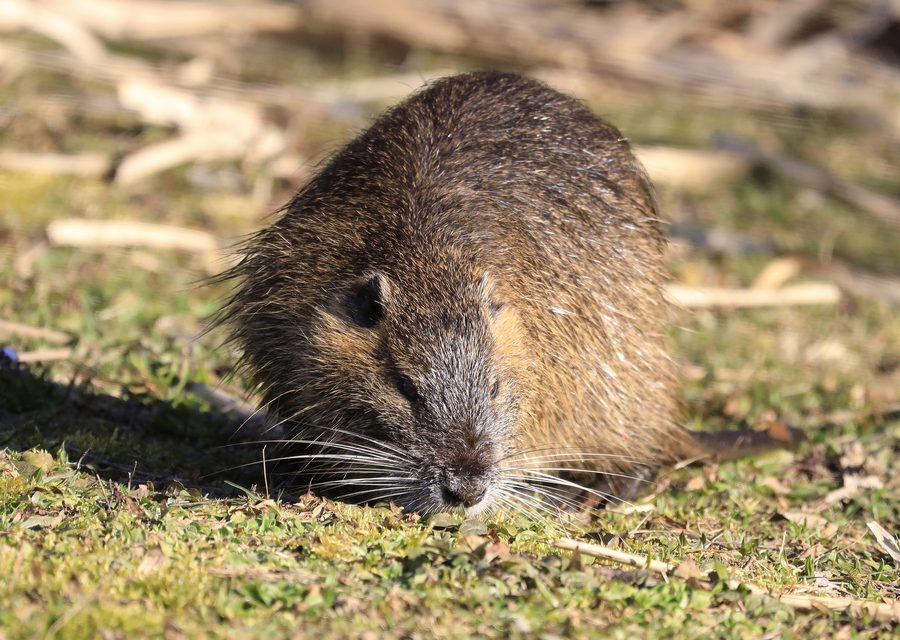 Wildlife trapping in Bloomfield