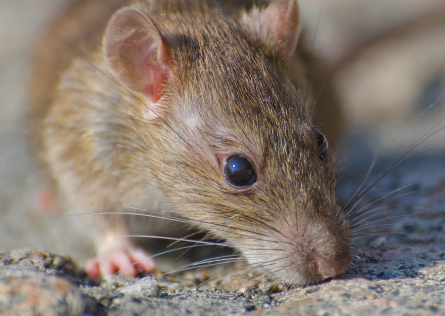 Wildlife trapping in Mountain City