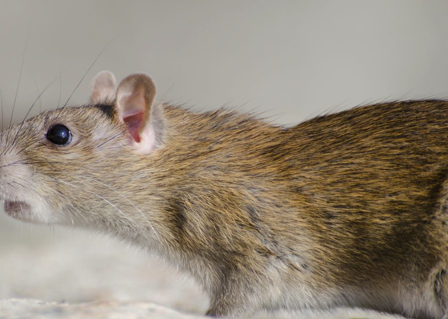 Wildlife trapping in Alma