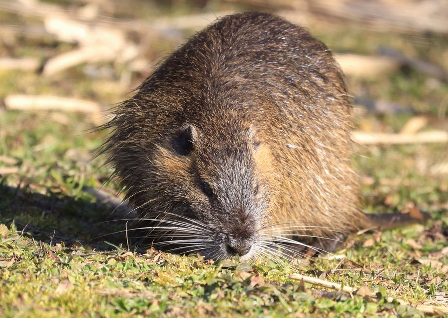 Wildlife trapping in Dandridge