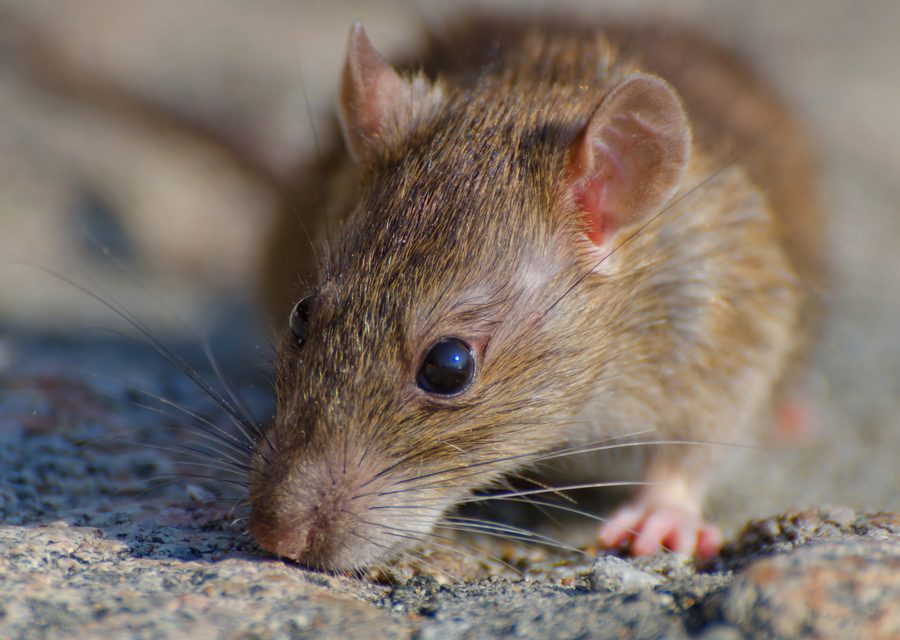 Wildlife trapping in Andersonville