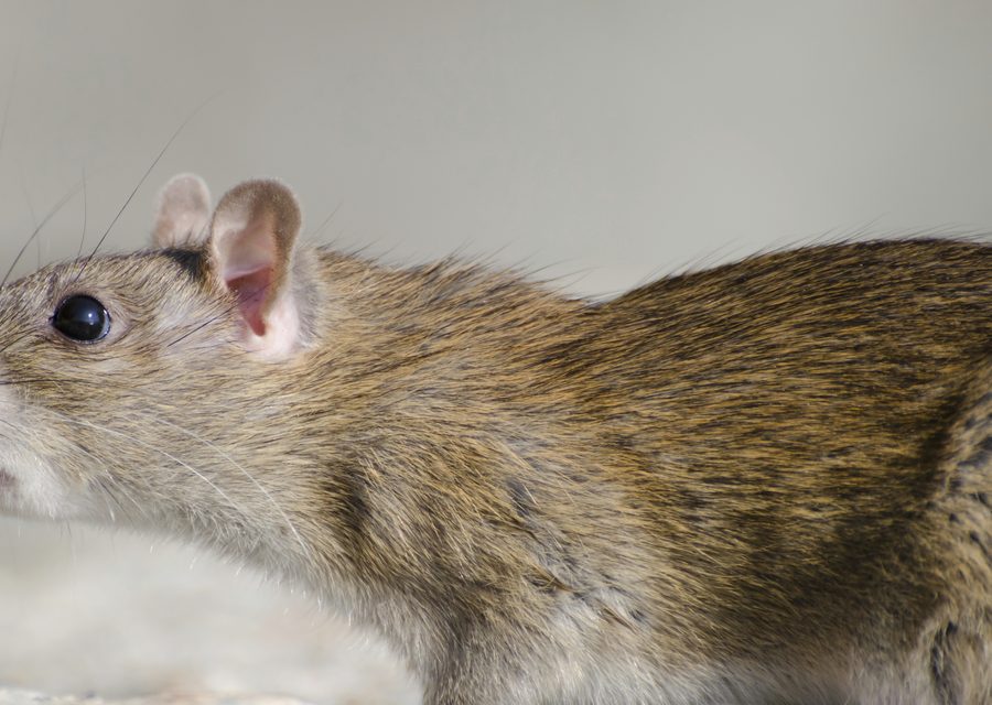 Wildlife trapping in South Lyon