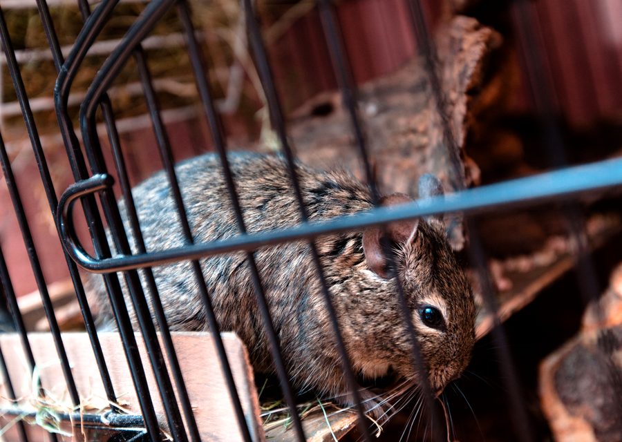 Wildlife trapping in Eatonton