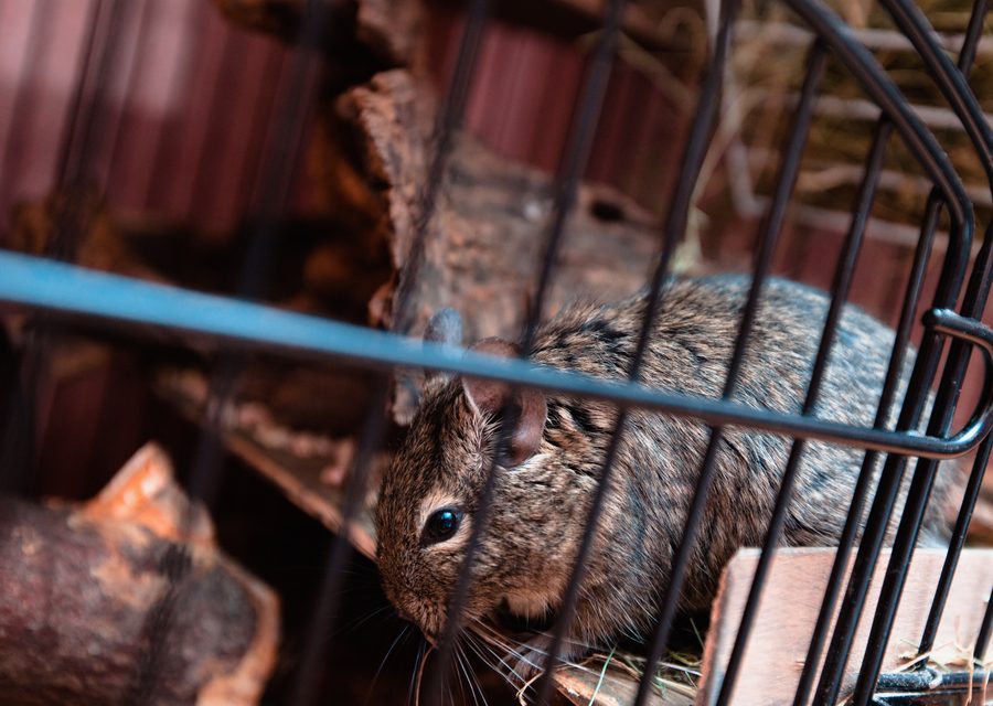 Wildlife trapping in Bulls Gap