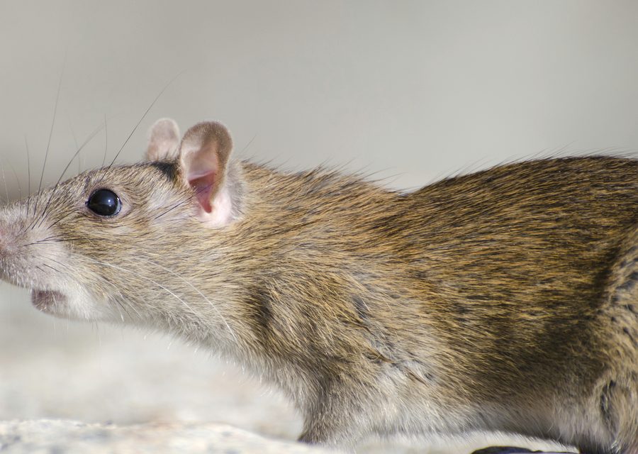 Wildlife trapping in West Fork