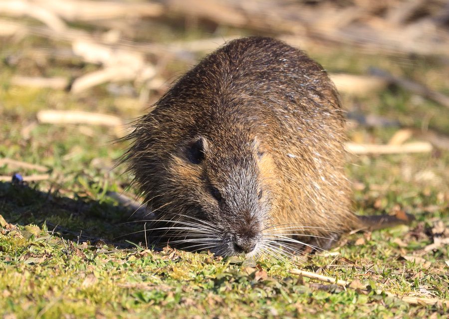 Wildlife trapping in Lower Towamensing