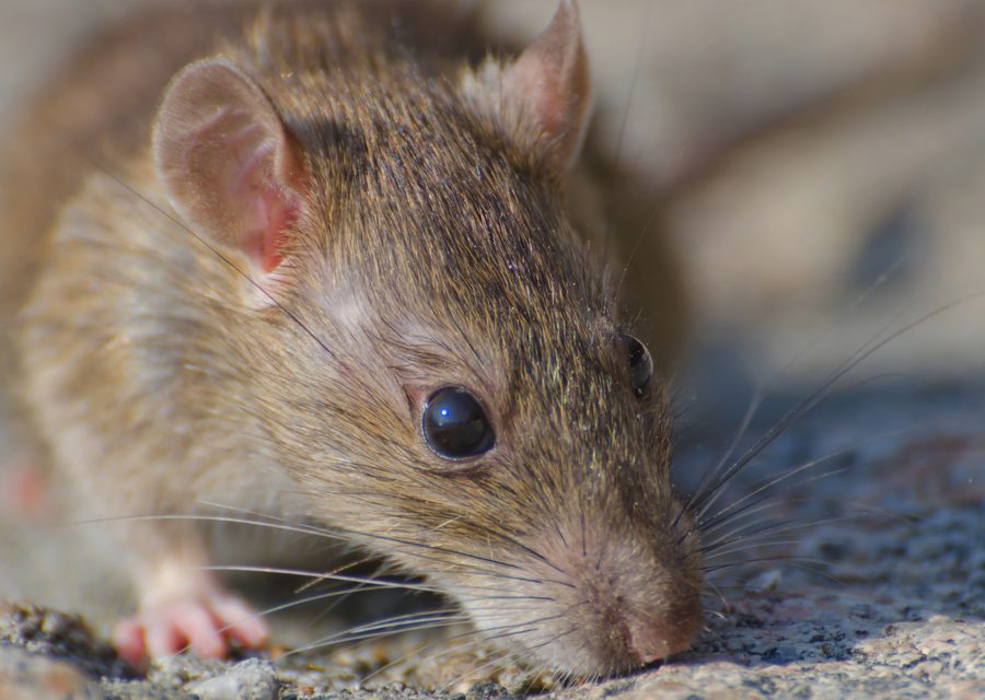 Wildlife trapping in Winterville