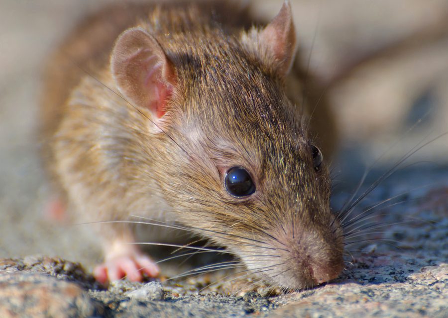 Wildlife trapping in Philadelphia