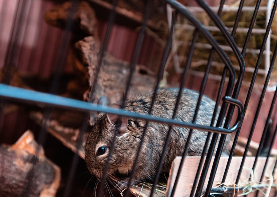 Wildlife trapping in Kingsport