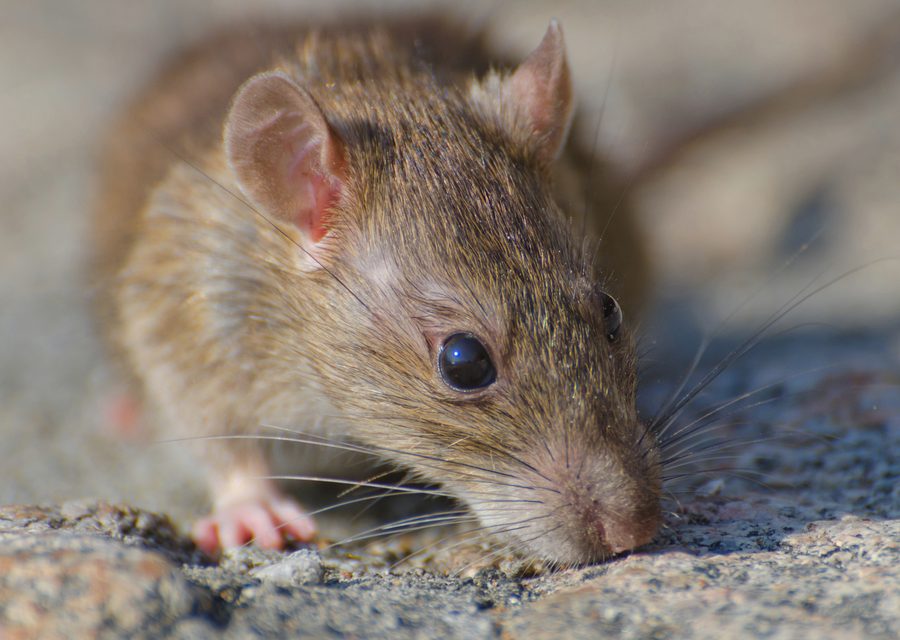 Wildlife trapping in Shady Valley