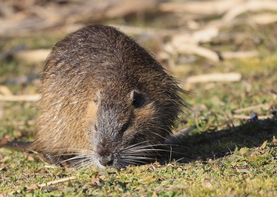 Wildlife trapping in Northampton
