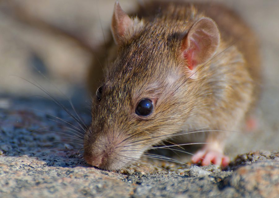 Wildlife trapping in Stuart
