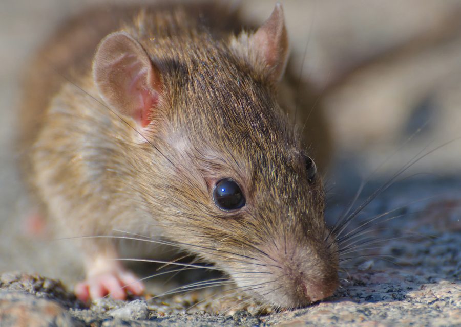 Wildlife trapping in Tellico Plains