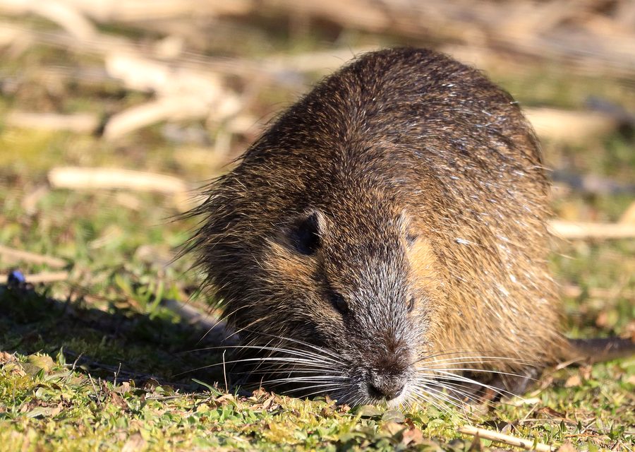 Wildlife trapping in Offutt Air Force Base