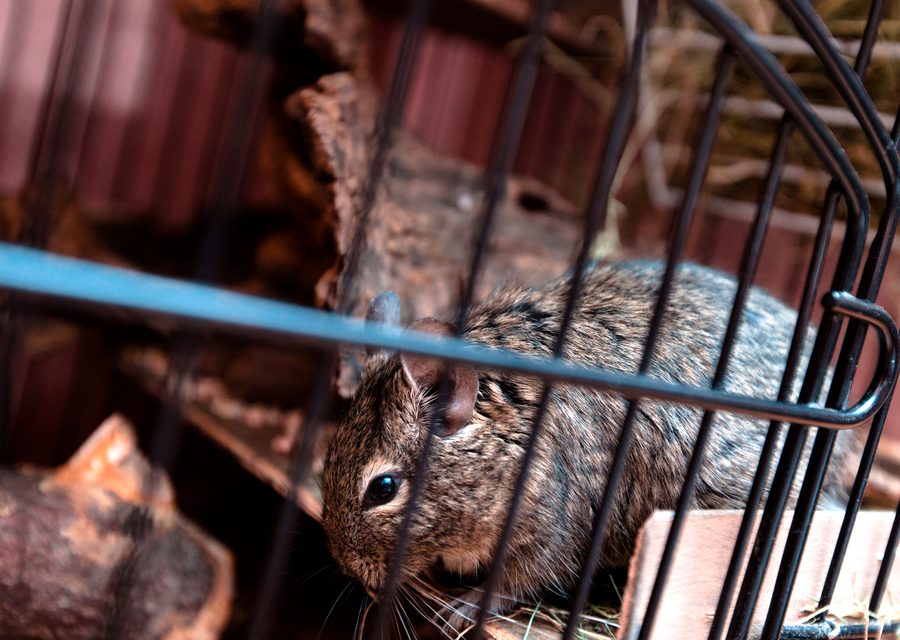 Wildlife trapping in Lowell