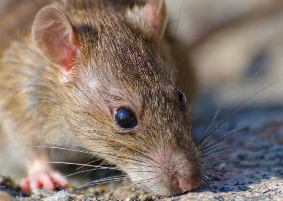 Wildlife trapping in Hiwasse