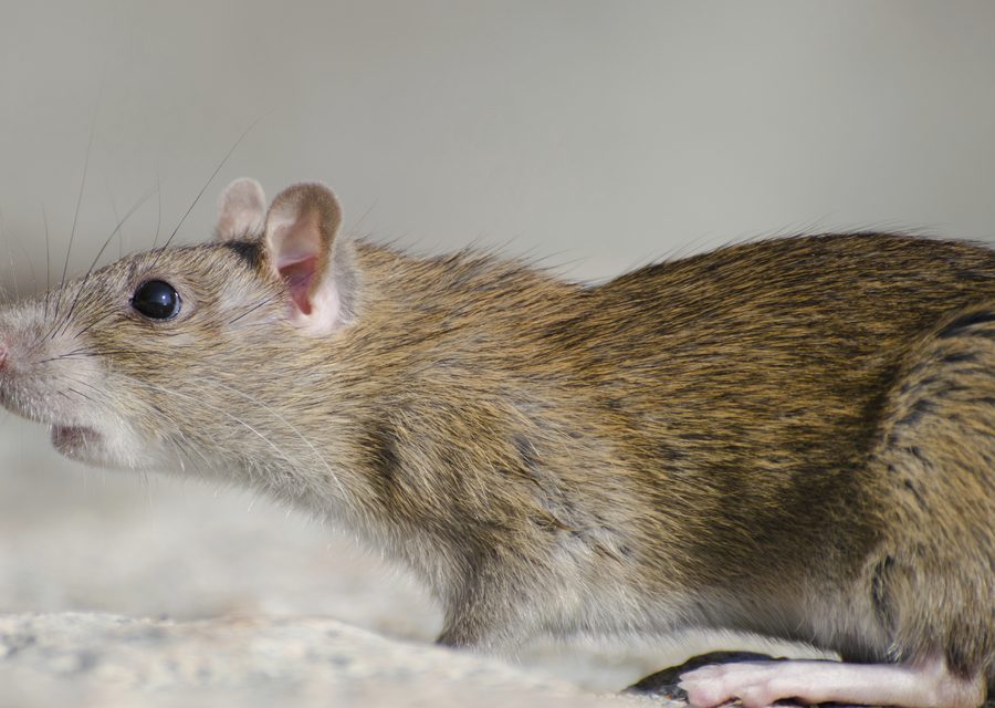 Wildlife trapping in Ozark