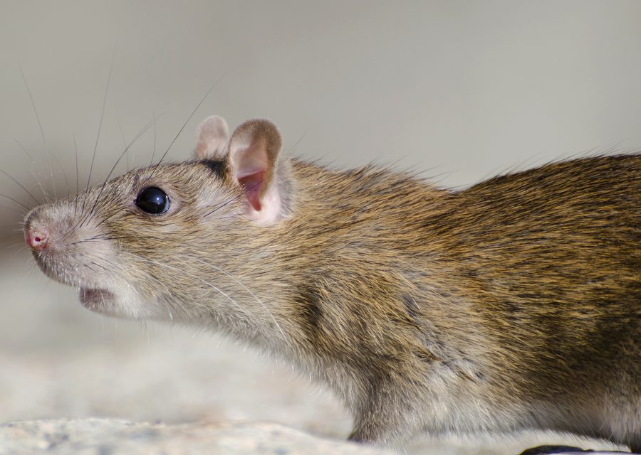 Wildlife trapping in Bean Station