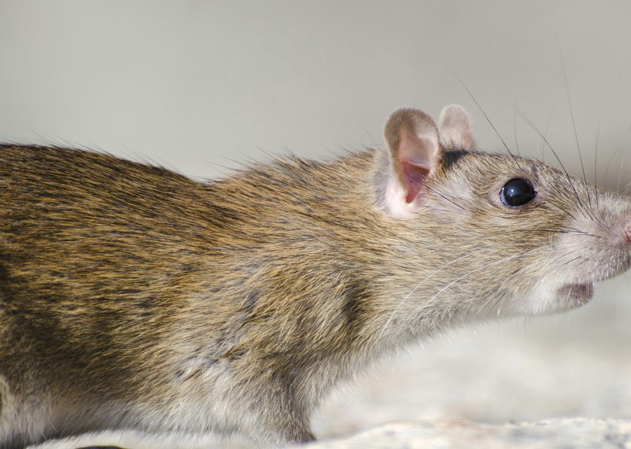Wildlife trapping in Elizabethton