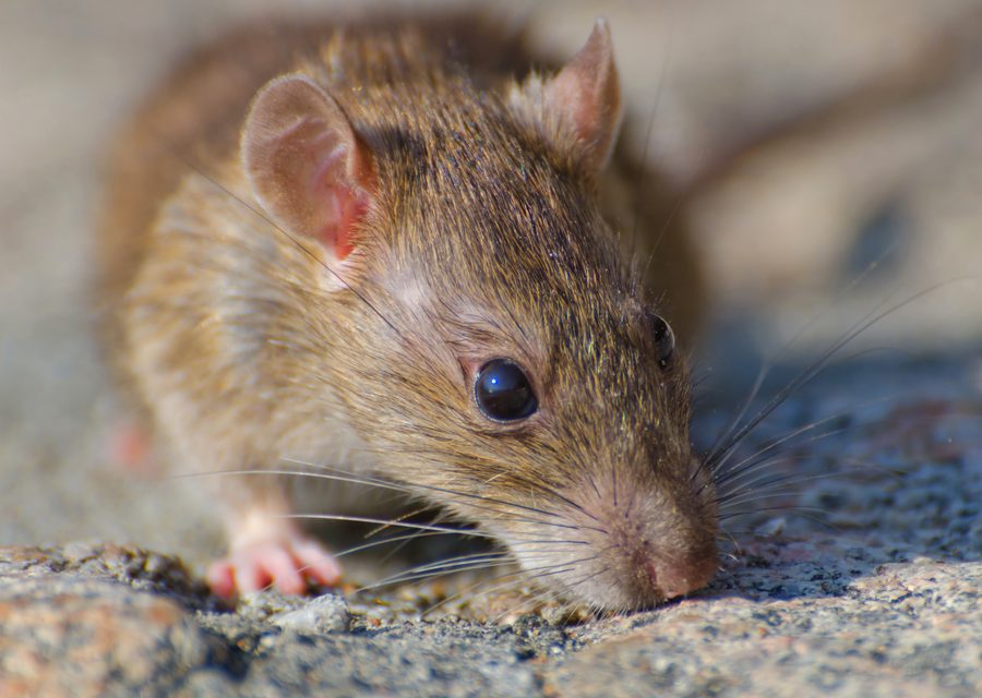 Wildlife trapping in Springdale