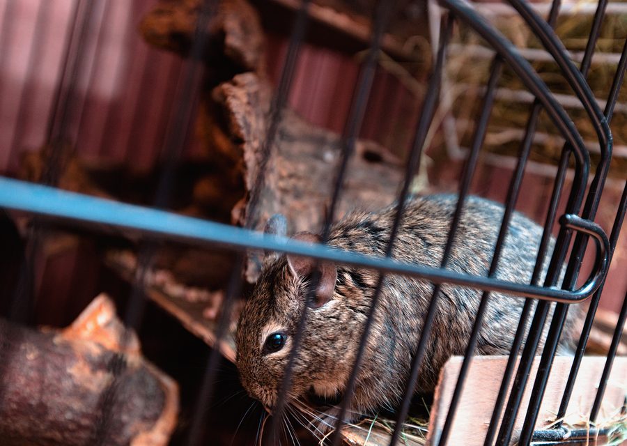 Wildlife trapping in Cumberland Gap