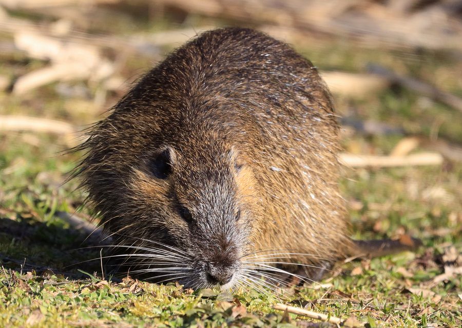 Wildlife trapping in Crawford