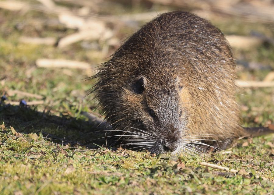 Wildlife trapping in Ypsilanti