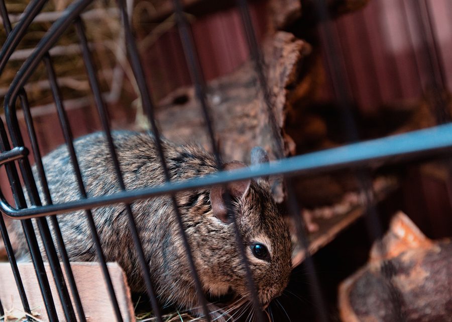 Wildlife trapping in Cape Fair
