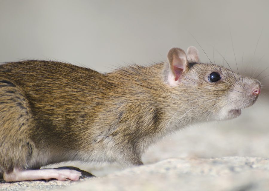 Wildlife trapping in Winslow
