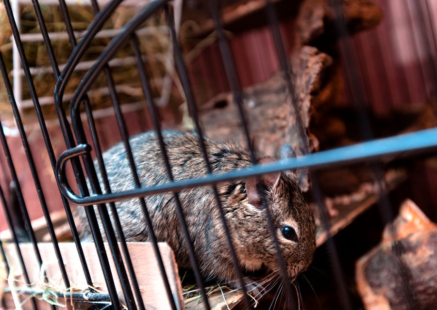 Wildlife trapping in Blountville