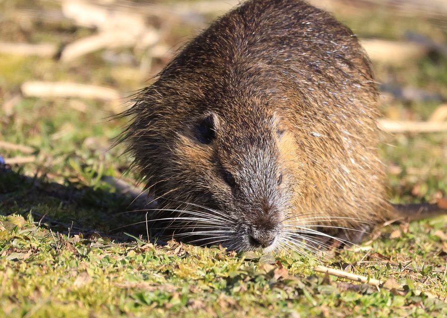Wildlife trapping in Sevierville