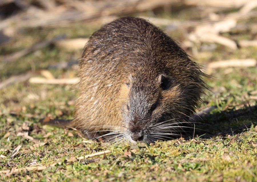 Wildlife trapping in Athens