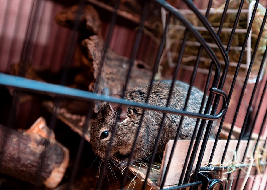 Wildlife trapping in Strawberry Plains