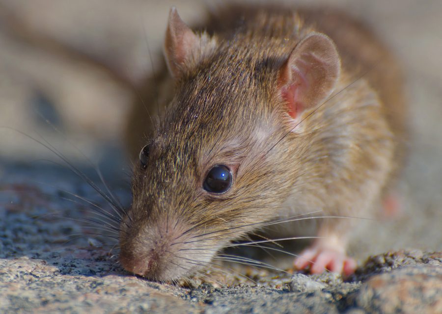 Wildlife trapping in Beverly Hills