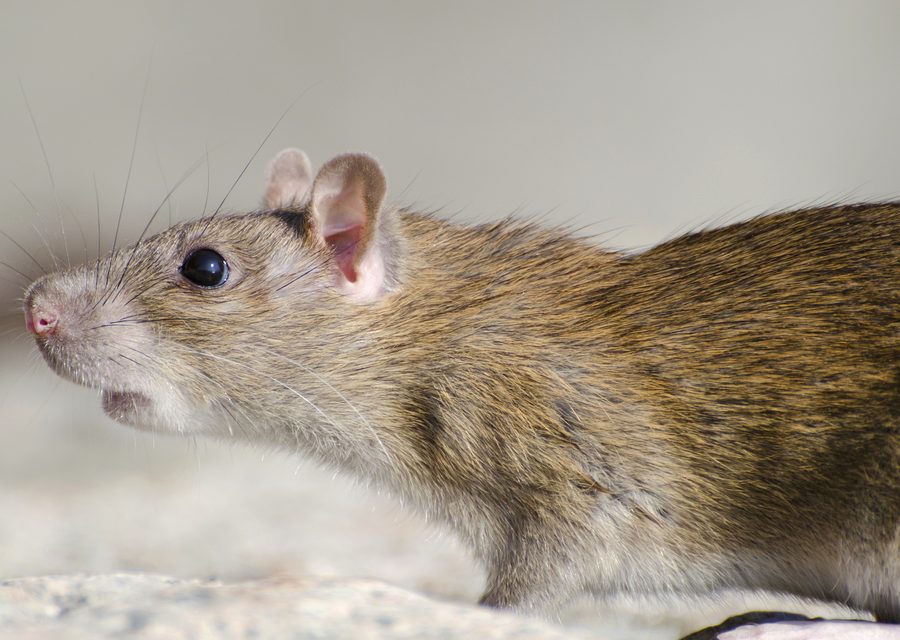 Wildlife trapping in Charleston