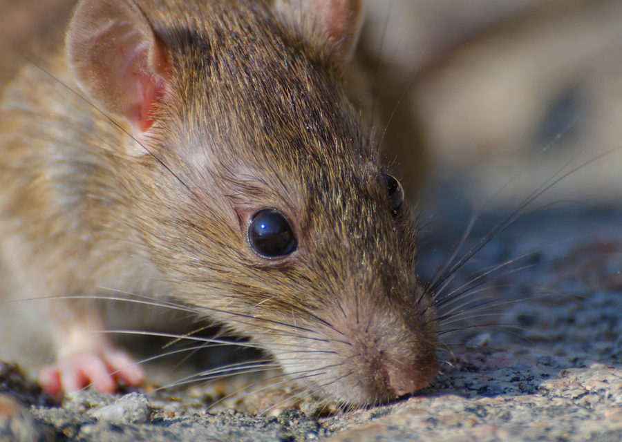Wildlife trapping in Surgoinsville