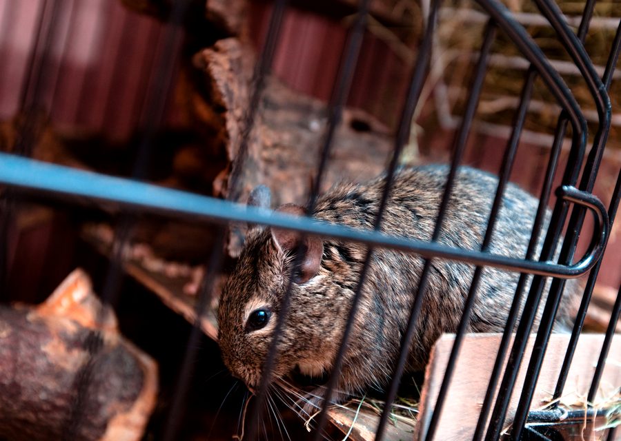 Wildlife trapping in Berryville