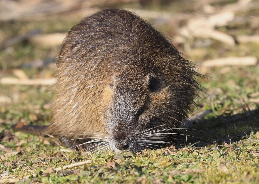 Wildlife trapping in Mt Carmel