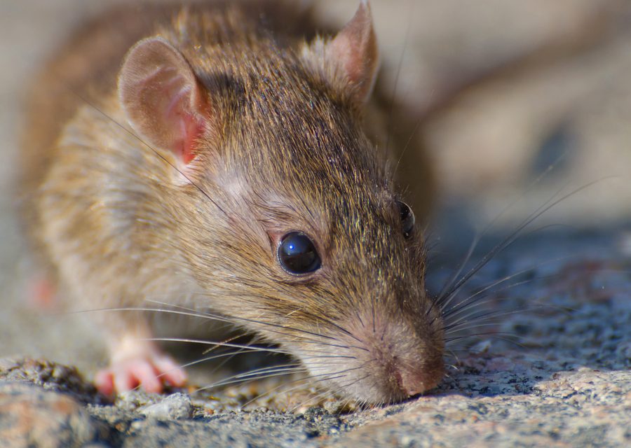 Wildlife trapping in Oneida