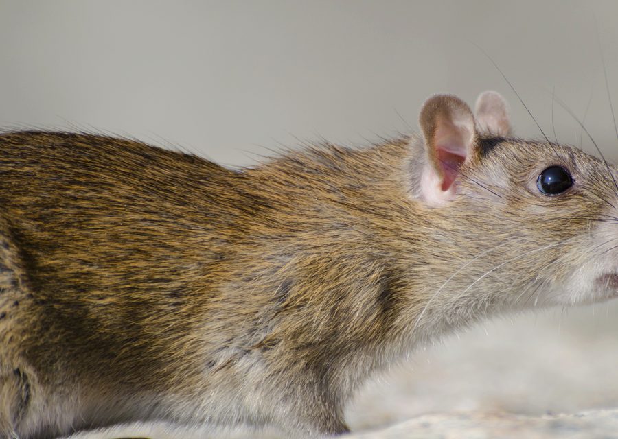 Wildlife trapping in Luttrell
