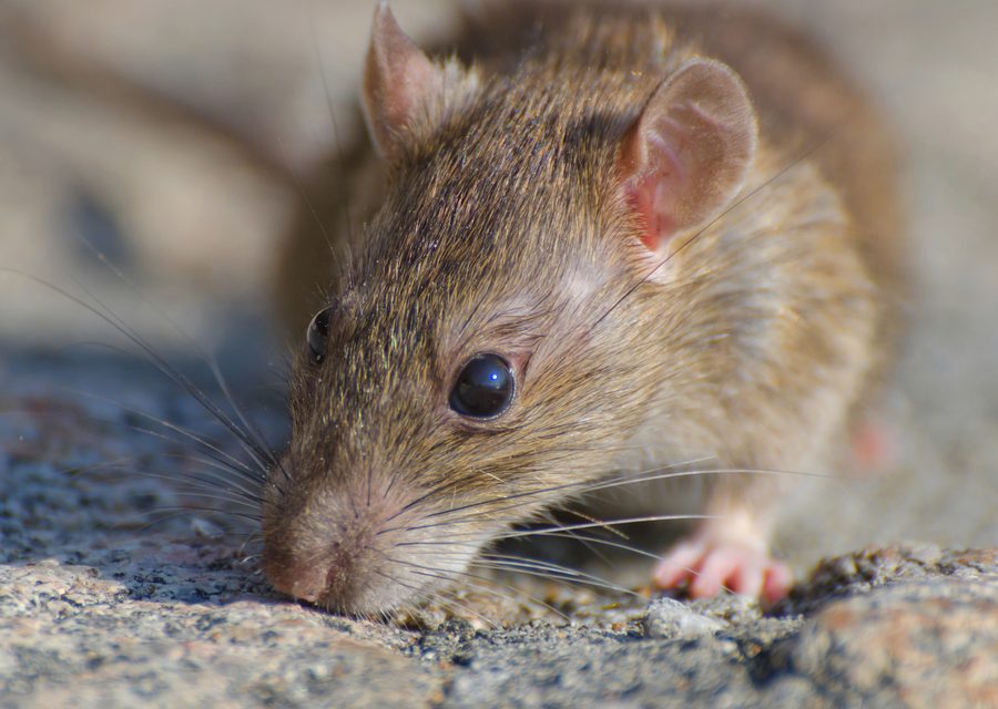 Wildlife trapping in South West City