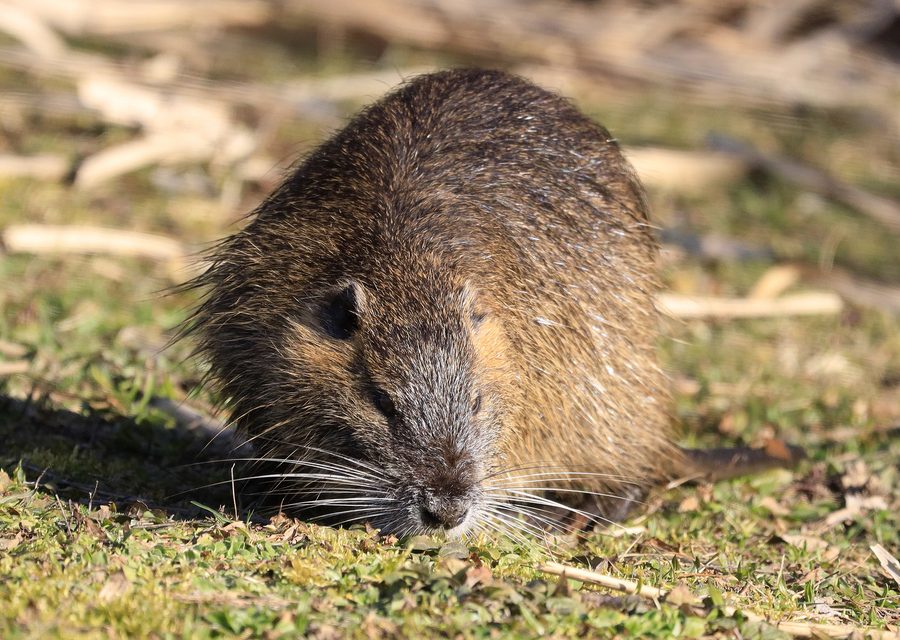 Wildlife trapping in Bushkill