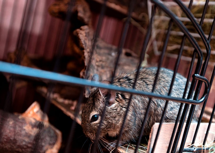 Wildlife trapping in Jasper